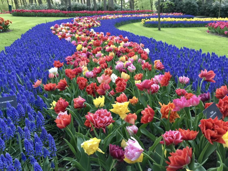 a beautiful display of tulip in a garden