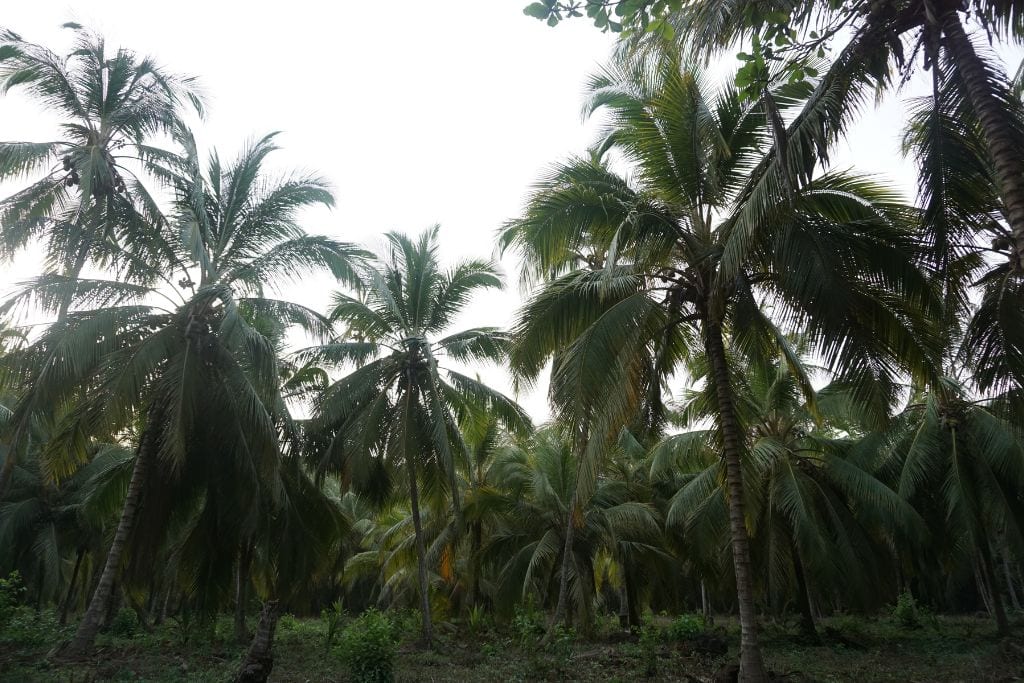 view of palm trees in Tayrona National Park, Colombia