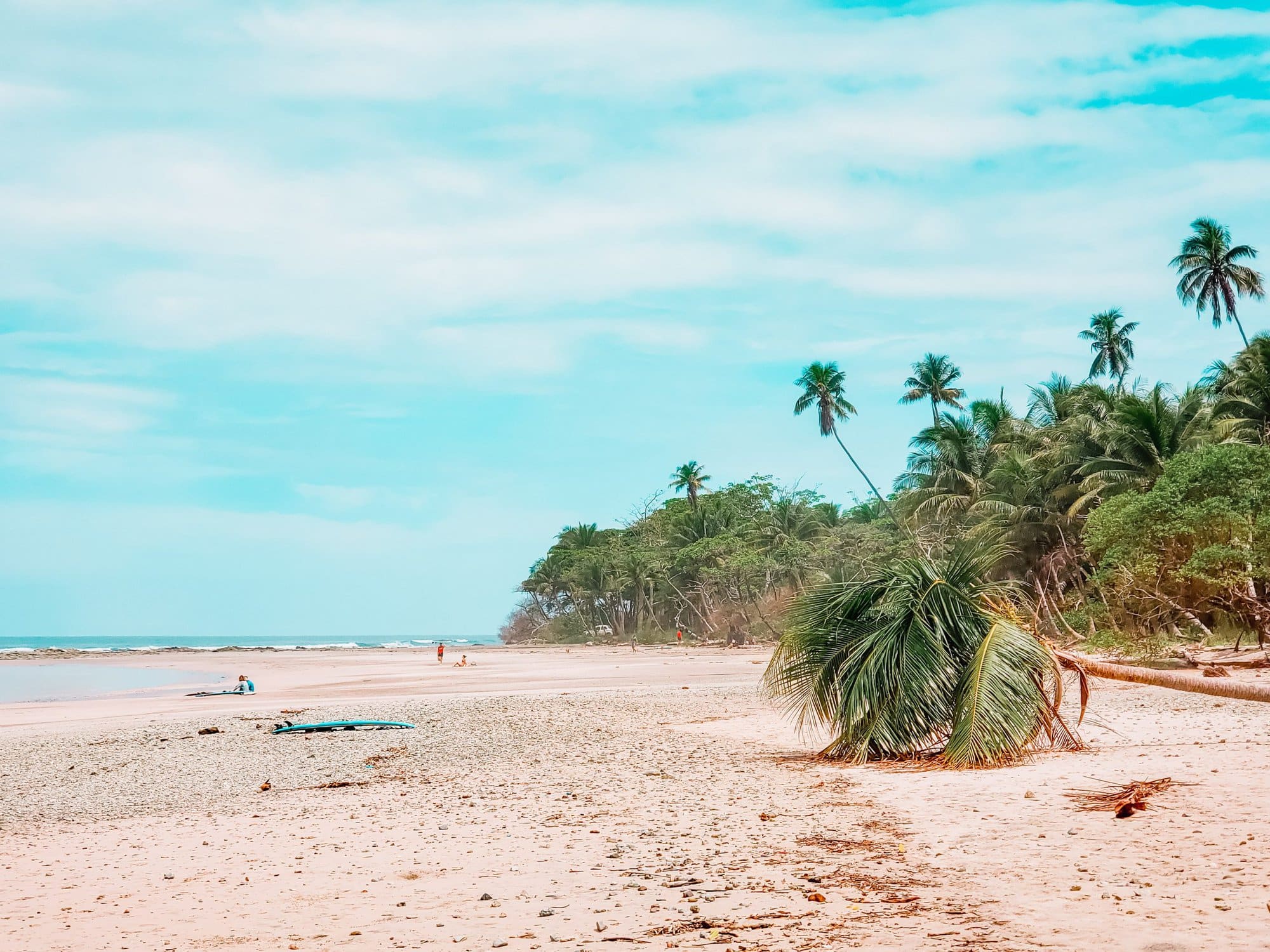 sandy beach with palm trees overhanging