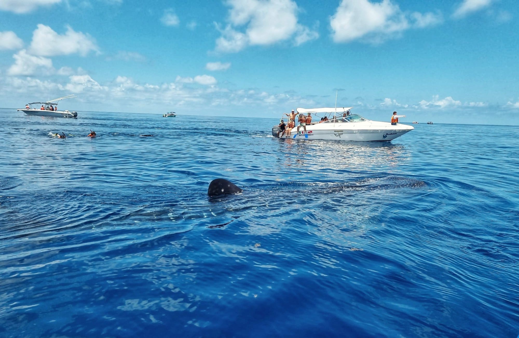 Snorkelling with Whale Sharks from Isla Mujeres