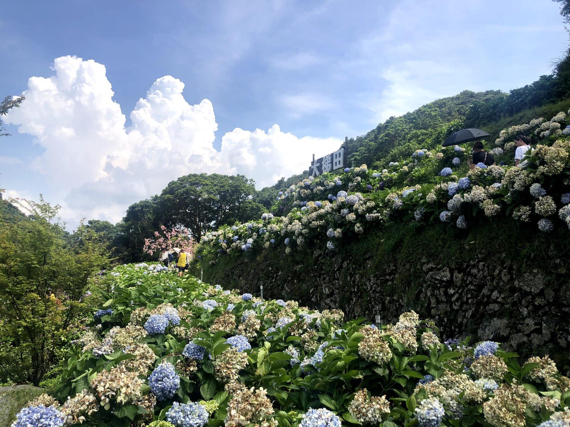 hydrangea season at Yangmingshan with hydrangeas everywhere