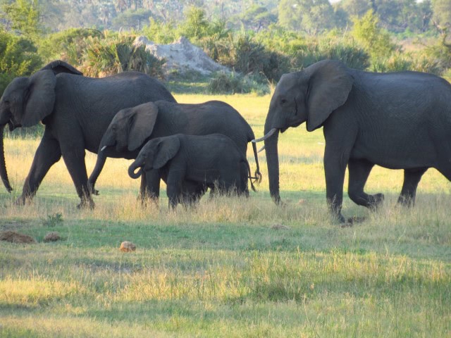 4 Elephants in a grassy field in Botswanas' Chobe National Park