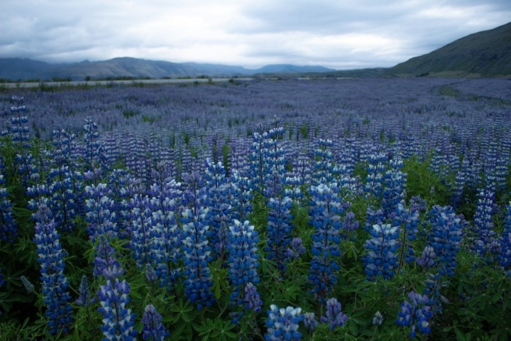 a field of lilac lupines