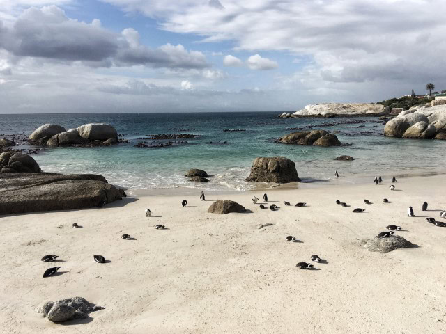 Penguin colony at Boulders Beach in south africa, one of the best countries in june to visit