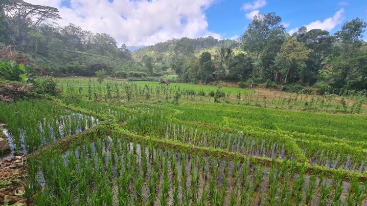 view of green rice paddie fields in ella