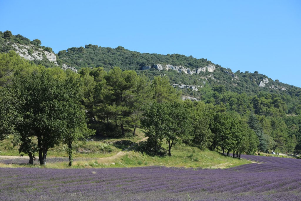 Lavender Fields in Senanque at the foot of a mountain