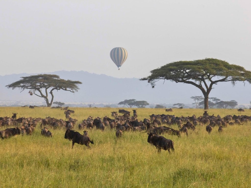 wilderbeast grazing in a field with a hot air balloon in the distance