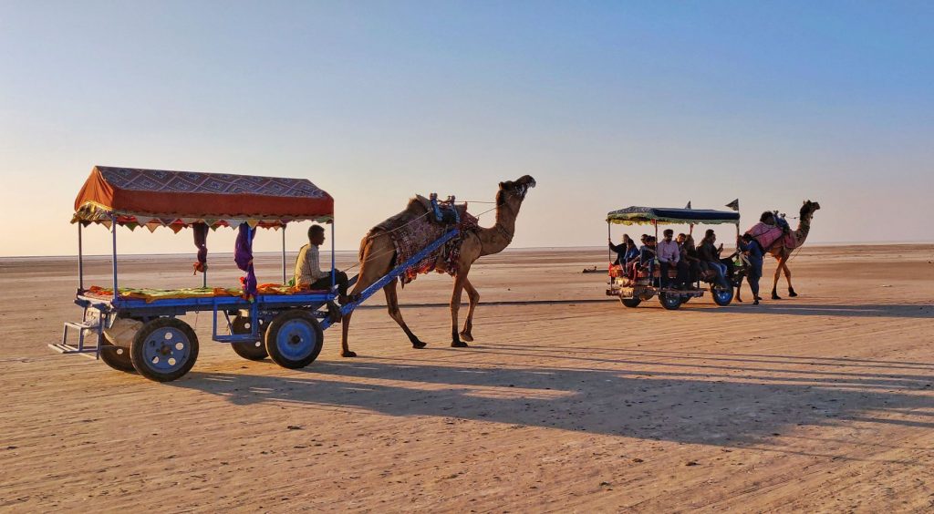 wagons attached to camels in a desert in india