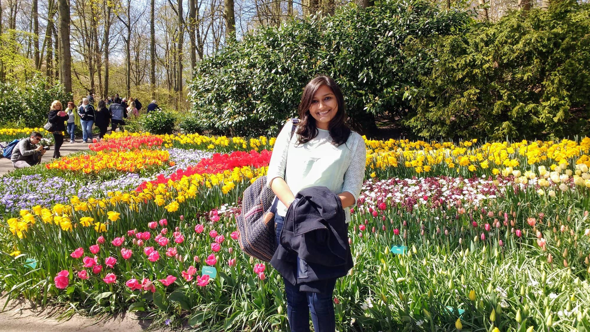 display of colourful tulips in a garden at Tulip Festival in Amsterdam
