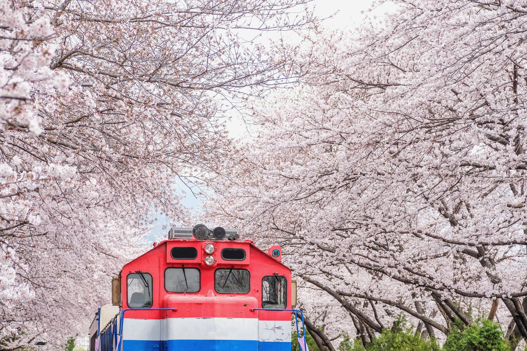 train at Jinhae Gyeonghwa Station in south korea during the cherry blossom festival in march