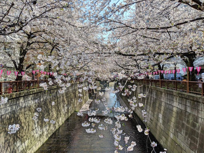 cherry blossoms hanging over the river at the march festival of Meguro River Cherry Blossoms in Tokyo, Japan