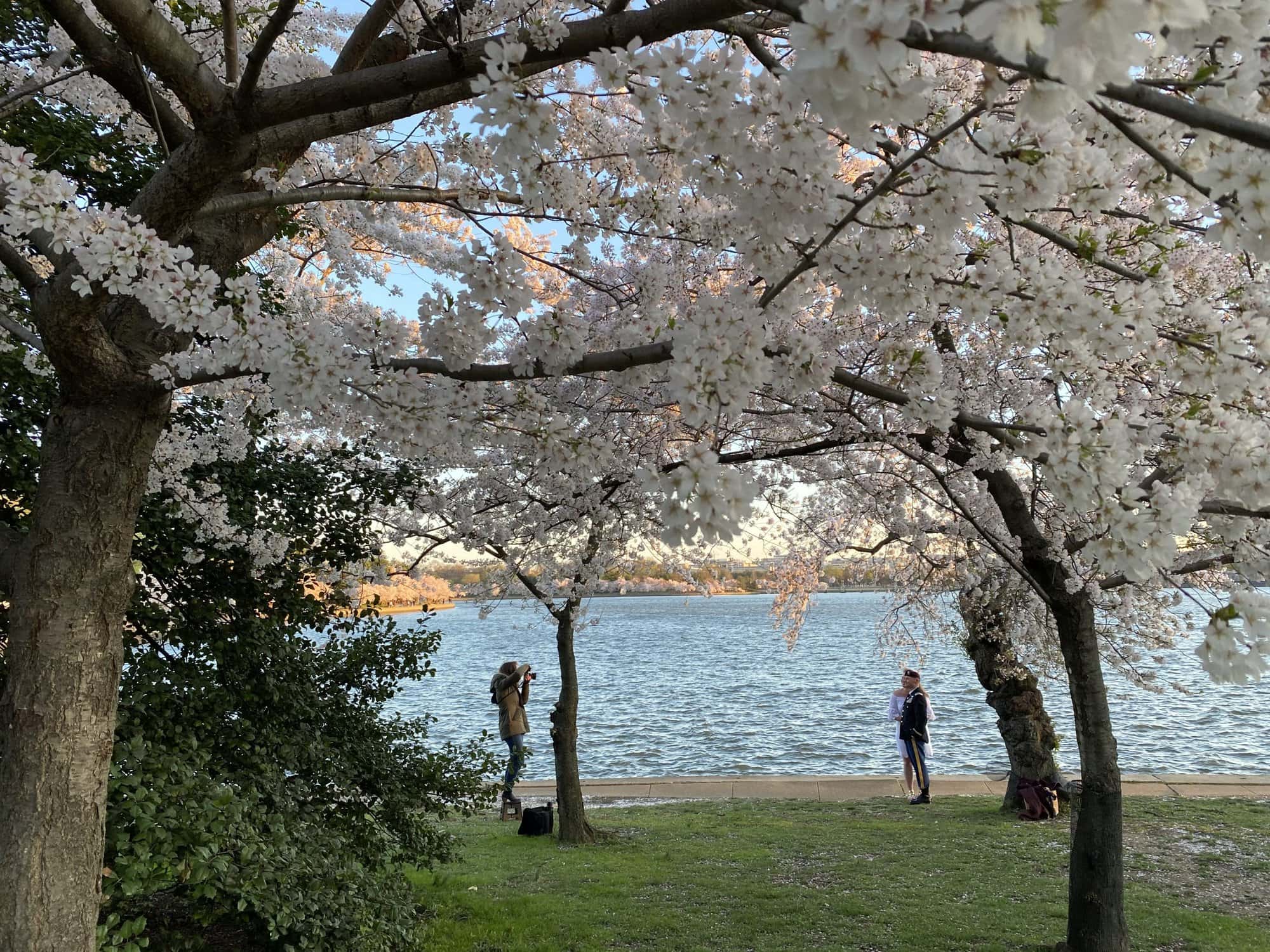 blossoms in bloom at the march festivals of the National Cherry Blossom Festival – Washington DC, USA