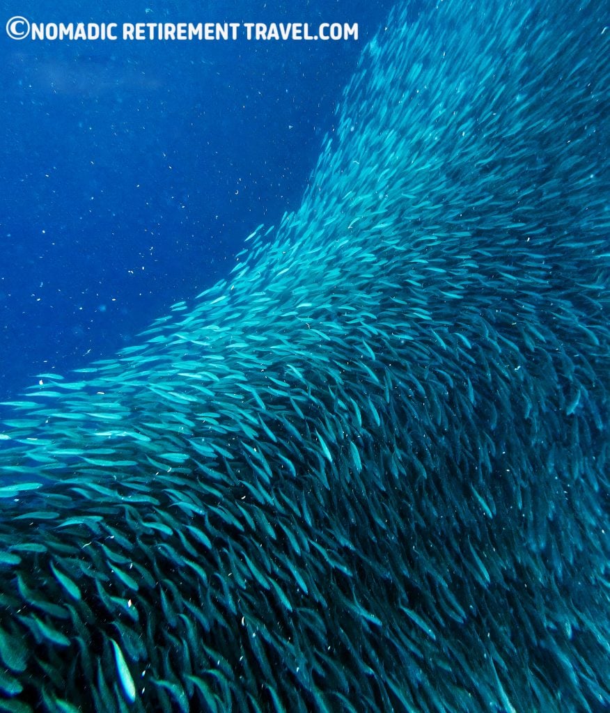 sardines swimming in the water in patterns