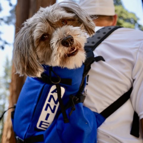 a dog strapped to the back of a hiker