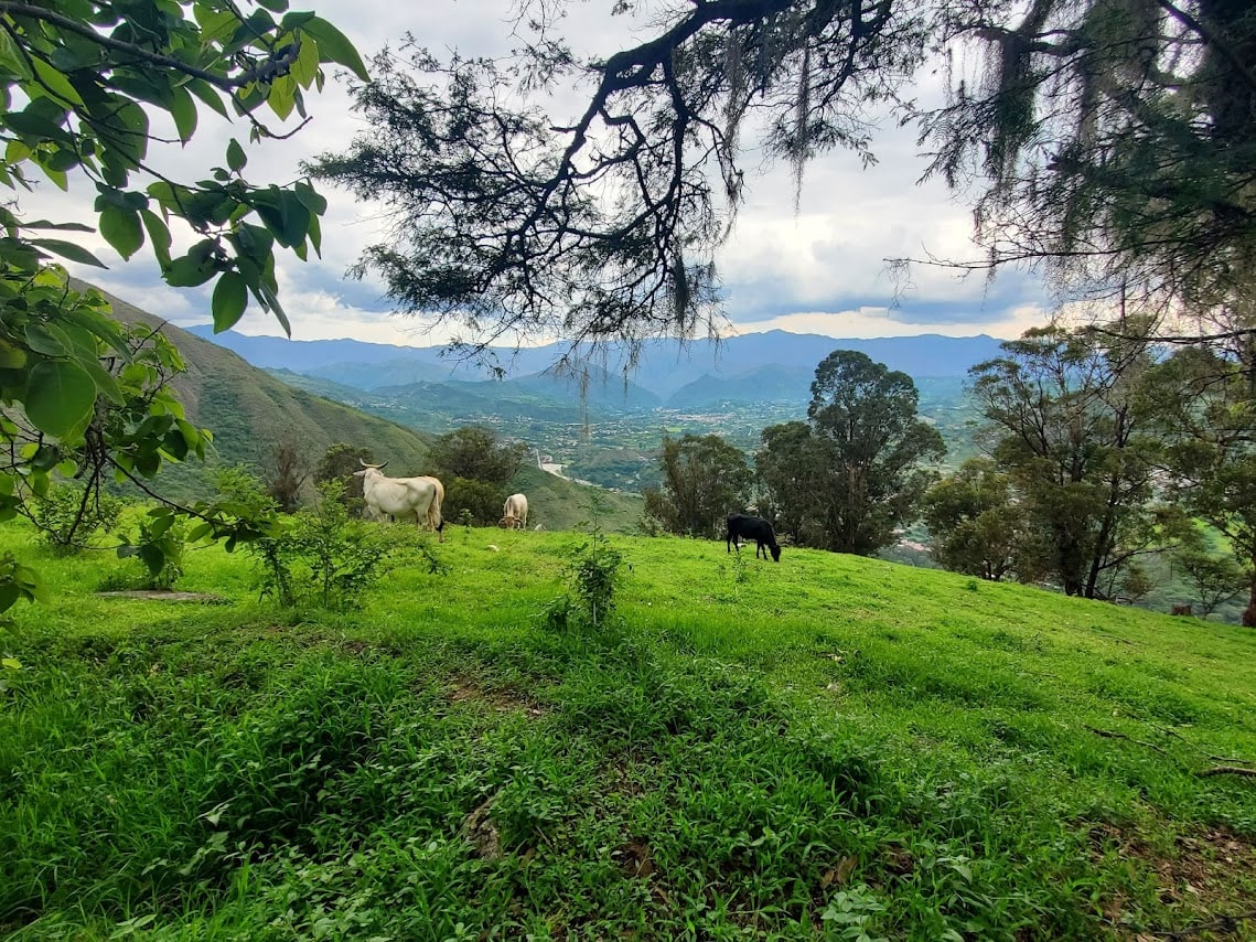 a green valley with cattle