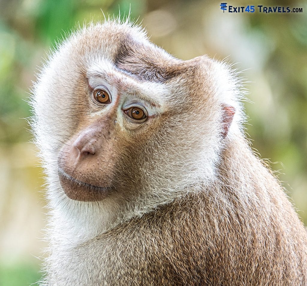 a close up of the face of a monkey