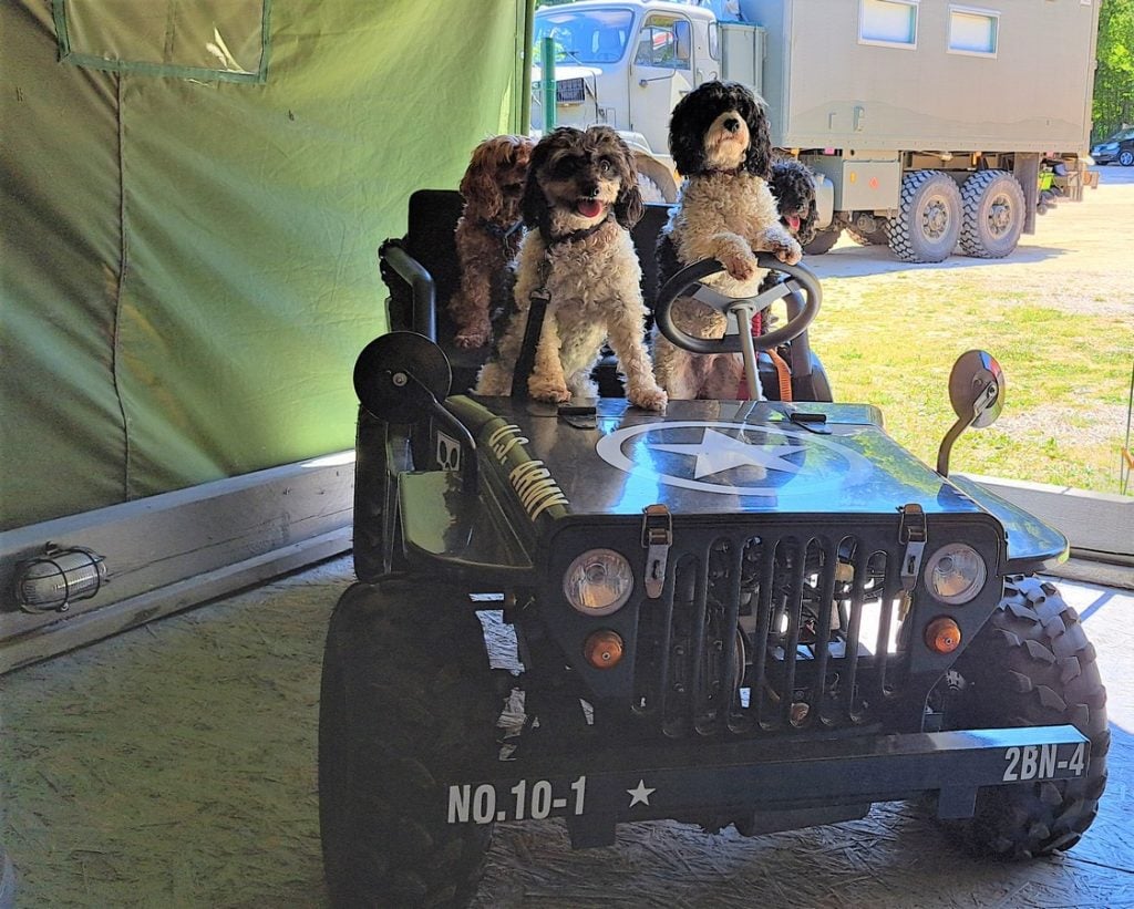 4 cute dogs in a small car in a polish air museum