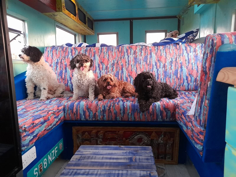 4 dogs sitting on a lounge in a motorhome
